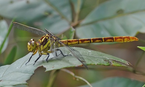 Female
2010_09_23_Liberty_FL